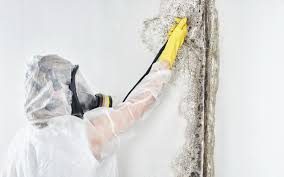 Mold Remediation for Vacation Homes in Chester, IL